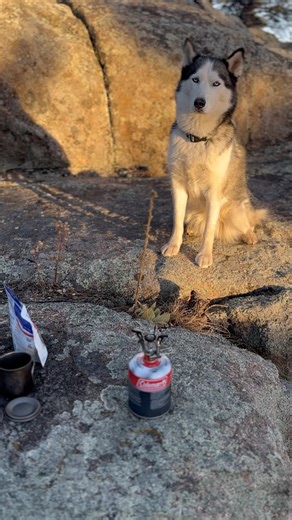 Shiver dog wishes you a Happy New Year.