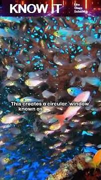 Do Fish See The Air The Same Way We See The Ocean?