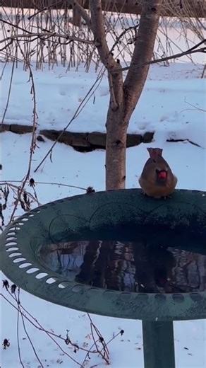 Cardinal's Calming Visit to the Bird Bath 🌅🐦 #relaxation #nature #wildlife