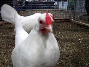 Bantam weiß, Lipsia-Schau 2018