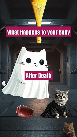Cremation Process after death #facts #funny #cats #parody
