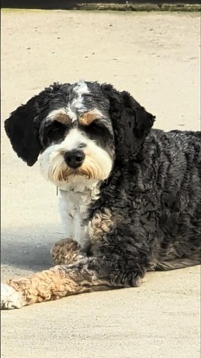 Cute Cavapoo Puppy Soaking Up the Sunshine