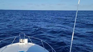 657K views · 2.2K reactions | THE LITTLE TREASURES OFFSHORE OF KEY WEST...... | FishMonster Key West | Facebook