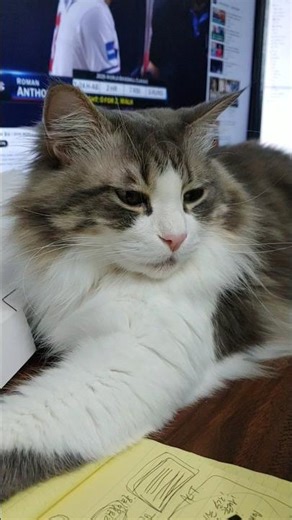 고양이의 취미 생활 집사 컴퓨터 방해 하기 ㅋㅋ Sitting on the computer desk is her favorite hobby