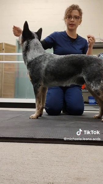 Dog Training Techniques for Show Dogs