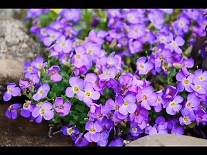 Ground Covers, Creepers & Cascading Perennials in Your Landscape and Garden