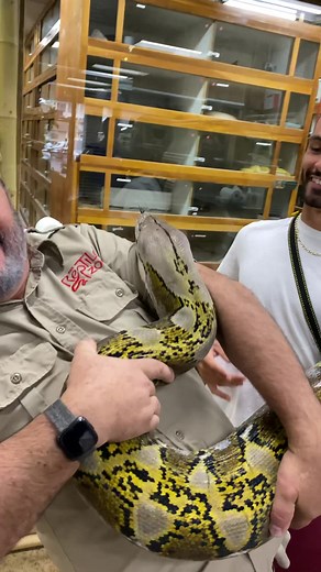 We really like big snakes at The Reptile Zoo if you couldn’t tell 🤣 #animals #animalsoftiktok #nature #snake #reptile #giant #python