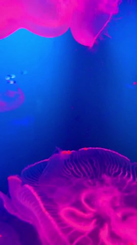 How hypnotic are these jellyfish?! At the Dubai Mall Aquarium #shorts