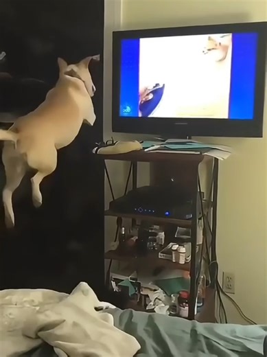 Funny Dog Tricks on TV