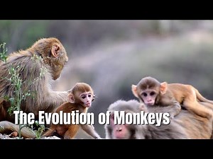 The Evolution of Monkeys: Tracing Their Ancestry