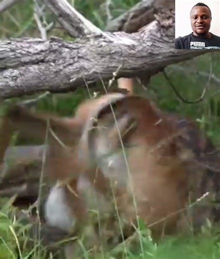 Python attack Impala #fblifestyle | Ide Page