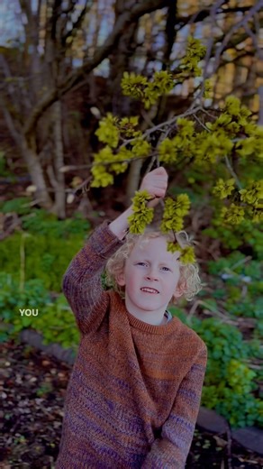 Arthur 🧒🏼 talks about a tasty and versatile foraging snack, Wych Elm Samaras! 🌳 Wych Elms, also called Scot’s Elms, are a true native tree in the UK, but their populations have been badly affected by Dutch Elm Disease, making them a rarer sight, especially in the southern parts of the UK. With their smooth, grey bark, toothed leaves and wind pollinated seed pods, Wych Elms are easy to identify. They were revered by ancient Europeans as a sacred tree and have traditionally been associated with