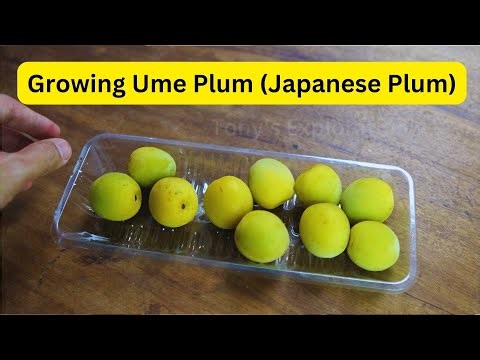 Growing Ume Plum (ASMR Gardening)