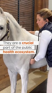 On World Veterinary Day, we celebrate the veterinarian healthcare teams around the world who compassionately and skillfully care for the animals we love and depend on. They serve as the first and best line of defense against diseases that affect both people and animals. We are grateful for the important work they do every day to protect and restore public health. Learn how we support veterinarian healthcare teams in their work here: https://www.zoetis.com/our-company/zoetis-foundation?utm_source
