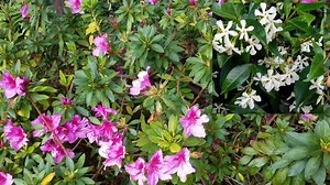 2.1K views · 141 reactions | The sixth and final episode of our Garden Tour takes us behind La Casa Grande and around the north side - to end just above where we began. What are you curious to learn more about in the gardens? | Hearst Castle | Facebook