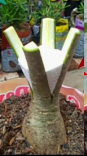 Easiest Method To Graft Adenium Desert Rose Plant #shorts #adenium #grafting #plant #shor