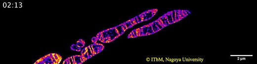 Live mitochondria seen in unprecedented detail: photobleaching in STED microscopy overcome