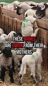 The "lamb chops" you are planning on eating for Easter was someone's baby. 🐑 11.67 million sheep and lambs were slaughtered in the UK in 2021 according to statista.com , and in the US this figure is approximately 2.3 million. 😔 Don't be the reason a mother loses their baby, and a baby loses their life - for a meal. Go vegan. 🙏 👉 Sign the Pledge to Be Vegan for Life: https://drove.com/.2A4o 🎥: VeganFTA 📷: DM for image credit #sheep #easter #lamb #babyanimals #govegan | Vegan FTA
