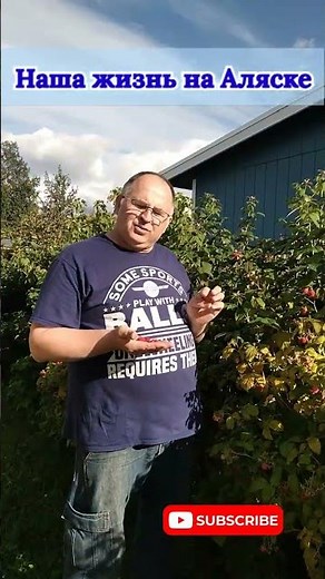 Alaska, Raspberry Berry 🍓 HELPS our HEALTH: healthy, aromatic and tasty 🍓 Anchorage USA