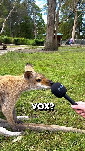 2K views | The NEW VOX is here. You wanted more so we listened. LEARN MORE via the link in the post or from your favourite magic shop. | Murphy's Magic Supplies, Inc. | Facebook