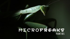 Mantids: Say your prayers