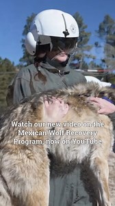 Howlin' toward recovery! 🐺 Along with our conservation partners, AZGFD is now actively engaged in spring Mexican wolf fostering efforts. Watch our full video on the Mexican Wolf Recovery Program, now out on YouTube: https://bit.ly/3EWhY3W. | Arizona Game & Fish Department