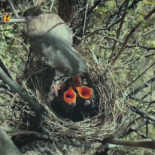 17K views · 308 reactions | Witnessing the Growth of Wild Babbler Bird Babies | Review Bird Nest | Facebook