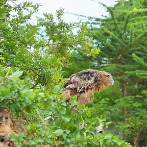 703K views · 4.5K reactions | Owl vs Snake Fierce battle  Join our group : Animals Life | Wild World | Facebook