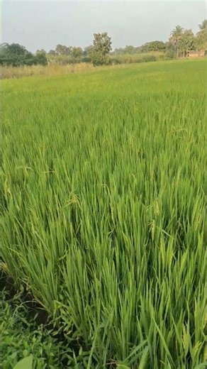 My Paddy Land Tour 🌾✨ | Farmer Life #ytshorts #farmerslife