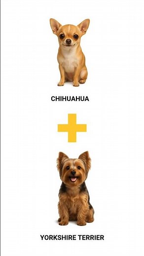 You Won’t Believe These Chihuahua Mixes Exist | Cutest Dog Breeds Ever!