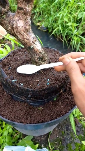 fertilizing bougainvillea plants #bonsai #bougainvillea #garden #shorts