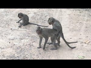 Real Funny Monkey Mating Videos 2017 - Amazing Monkey Meeting Near Angkor Wat Temple Siem Reap