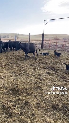 The Border Collie Song - Working Dog Anthem