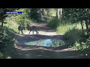 Reintroduced wolf visits Rocky Mountain National Park