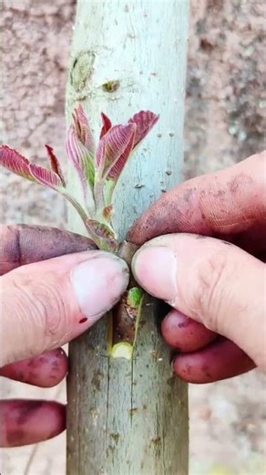 Plant Grafting Tool Explained | Grafting Hook Tutorial #shorts #youtubeshorts #grafting #grafting
