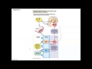 Unit 2, Part 13 Cephalic, Gastric, and Intestinal Phases