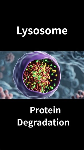 Lysosome: The Cell’s decomposer #shorts #biology #chemistry #cell #science #lysosome