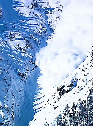 The Life Cycle of Grizzly Bears in North America's Avalanches