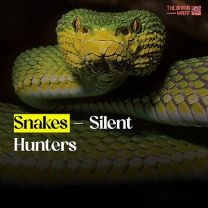 11K views · 134 reactions | Slithering serpents of the world, snakes come in a mind-boggling array of shapes and sizes. These legless predators, with over 3,400 species, slither through every continent except Antarctica. Constrictors squeeze the life out of prey, while vipers inject deadly venom. But all snakes share a fascinating common thread - their unique body structure and remarkable adaptations for a life spent on the move. | The Brain Maze | Facebook