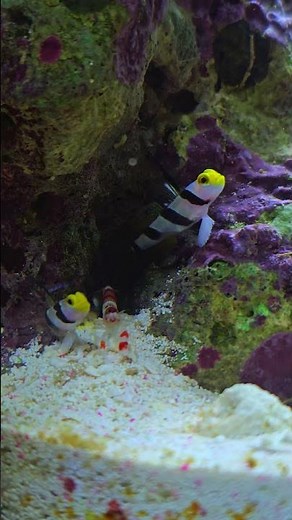 Watch how pistol shrimp and gobies survive together #marine #wildlife