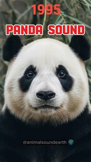 Panda Soft Vocal Sounds in the Bamboo Forest 🐼