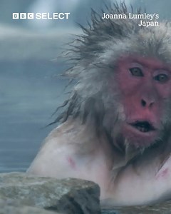1.2K reactions · 265 shares | One positive side to the earthquakes and volcanoes... monkey jacuzzis! Stream Joanna Lumley's Japan on BBC Select. | BBC Select | Facebook