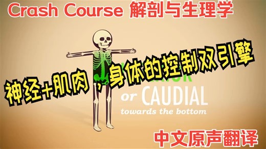 组织大揭秘①：神经 肌肉，身体的控制双引擎｜Crash Course 解剖与生理学 ｜ 中文配音版｜油管千万播放