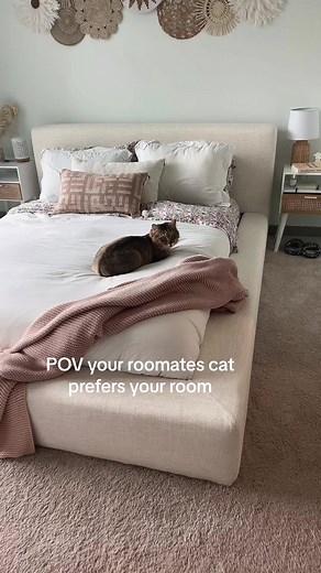 😅😅 #cat #catsoftiktok