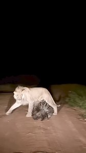 A very unique interaction between a young male lion and a porcupine! 🦁 The curious lion eventually moved on, leaving the porcupine unharmed. Video credit: Moses Bushman #lion #Safari #DiscoverAfrica #BigCats #AfricaSafari | Discover Africa Safaris