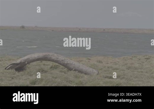 The short grass looks a bit dry and moving due to the strong wind there is a large log on the side, with a large river flowing behind., S-Log3, S-Gamut3.Cine Stock Video Footage - Alamy