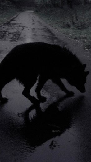 ݁𖥔. ཐི 𝚔𝚒ᛪ༙𝚢 ཋྀ .𖥔 ݁ on Instagram: "𝚙𝚞𝚋𝚋𝚒𝚒𝚖𝚊𝚡𝚡𝚒𝚗𝚐 :𝟹 ⏔⏔⏔ ꒰ ᧔ෆ᧓ ꒱ ⏔⏔⏔ ┆ ‎ ‎ ‎ ‎ ┆ ‎ ‎ ‎ ‎ ┆ ‎ ‎ ‎ ‎ ┆ ‎ ‎ ‎ ‎ ┆ ┆ ‎ ‎ ‎ ‎ ┆ ‎ ‎ ‎ ‎ ࣪ ˖☆ ࣪⭑┆ ݁˖ .☆ . ݁ ˖ ☆⊹ ࣪ ┆ ‎ ‎ ‎ ‎ ˖ ࣪ ⊹ ࣪ ★ ⋆.˚ ⊹ ࣪ ‎ ‎ ‎ ‎ ࣪ ˖⋆˚★ ₊ ⊹ ࣪˖ ࣪ ₊ ࣪ ˖ ‎ ‎ ‎ ‎ . ݁ ⊹ ࣪ ˖ ࣪ ˖ . ݁ ݁ . { 𝚒𝚐𝚗𝚘𝚛𝚎 𝚝𝚊𝚐𝚜 } #gothic #gothicgirl #gothicaesthetic #goth #gothgirl #gothaesthetic #gothfashion #grunge #grungeaesthetic #grungestyle #grungefashion #alternative #alternativefashion #alternativegirl #altgirl #altfashion #altf