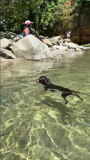 Miniature Pinscher takes a determined swim in Tena, Ecuador
