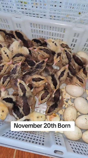 Newly Hatched Chicks | Twin Brothers Gamefowl