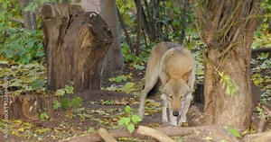 Wolf (Canis lupus), also known as the gray wolf is the largest extant member of the family Canidae. Wolves are the largest wild member of the dog family.